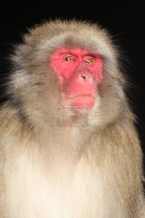 Téléchargez les photos : Vue rapprochée du Macaque japonais. Macaca Fuscata - en image libre de droit