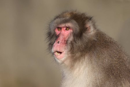 Foto de Vista de cerca del Macaco Japonés. Macaca Fuscata - Imagen libre de derechos