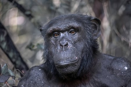 Photo for Close up view of Chimpanzee. Pan troglodytes - Royalty Free Image