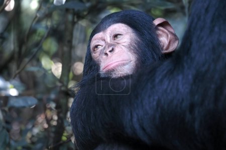 Foto de Vista de cerca de Chimpancé. Pan trogloditas - Imagen libre de derechos
