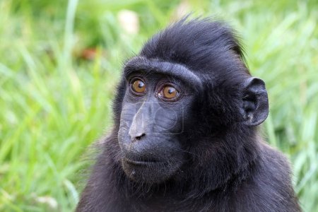 Téléchargez les photos : Photo rapprochée d'un bébé macaque à crête (Macaca nigra) - en image libre de droit