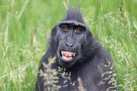 Foto de Vista de cerca de la cabeza de macaco crestado (Macaca Nigra) - Imagen libre de derechos