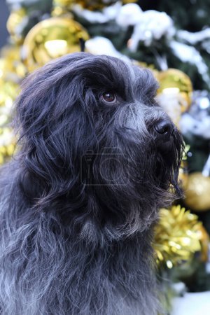 Téléchargez les photos : Schapendoes, portrait de chien de berger néerlandais en plein air - en image libre de droit