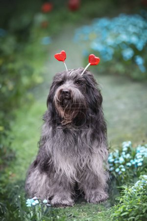 Foto de Schapendoes, retrato de perro pastor holandés al aire libre - Imagen libre de derechos