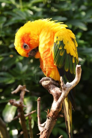 Photo for Sun parakeet (Aratinga solstitialis) close up view - Royalty Free Image