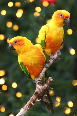 Photo for Sun parakeets (Aratinga solstitialis) close up view - Royalty Free Image