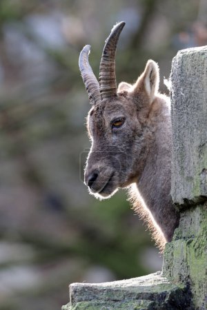 Téléchargez les photos : Bouquetin alpin (Capra Ibex) portrait - en image libre de droit