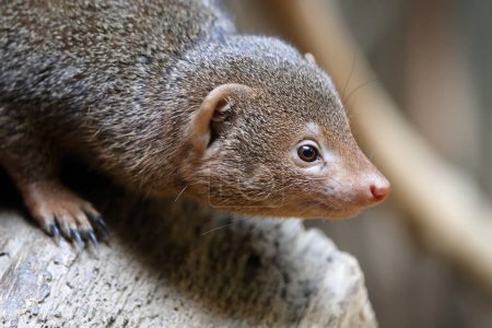 Photo for Close up of tropical mongoose - Royalty Free Image