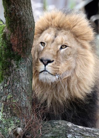 Photo for Lion (Panthera Leo) close up view - Royalty Free Image