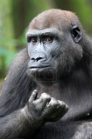 Téléchargez les photos : Portrait de gorille en vue nature - en image libre de droit