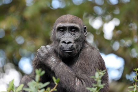 Téléchargez les photos : Portrait de gorille en vue nature - en image libre de droit