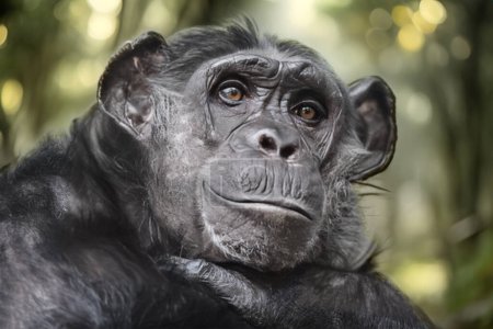 Téléchargez les photos : Vue rapprochée de Chimpanzé. Troglodytes paneuropéens - en image libre de droit