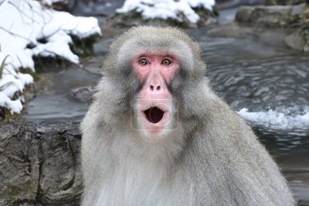Téléchargez les photos : Macaque japonais (Macaca fuscata)
) - en image libre de droit