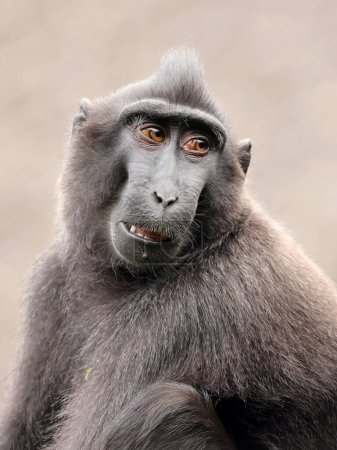 Téléchargez les photos : Vue rapprochée du macaque à crête (Macaca Nigra) - en image libre de droit