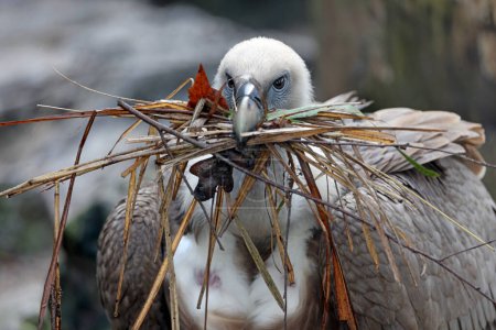 Téléchargez les photos : Le vautour griffon eurasien en gros plan, Gyps fulvus - en image libre de droit