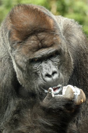 Téléchargez les photos : Portrait de gorille dans la nature - en image libre de droit