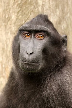 Foto de Foto de cerca de un macaco de cresta (Macaca nigra) - Imagen libre de derechos