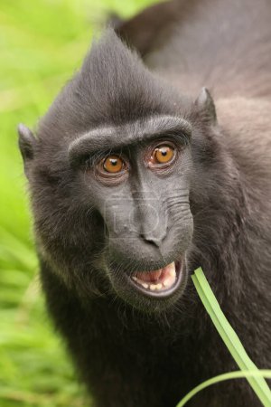 Photo for Closeup photo of a crested macaque (Macaca nigra) baby - Royalty Free Image