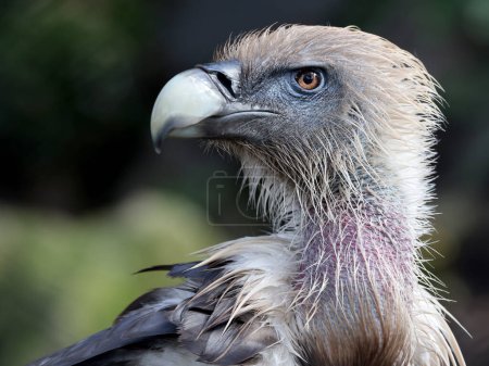 Téléchargez les photos : Le vautour griffon eurasien en gros plan, Gyps fulvus - en image libre de droit