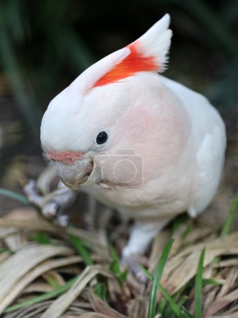 Photo for Close up portrait of moluccan cockatoo (salmon-crested). - Royalty Free Image