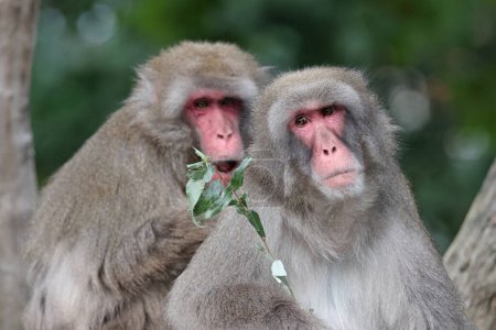 Singes Macaques Japonais dans un parc zoologique