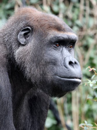 Téléchargez les photos : Western Lowland Gorilla portrait en vue sur la nature - en image libre de droit