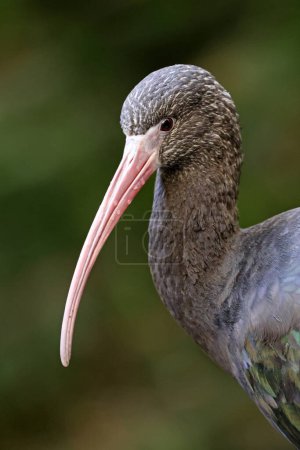 Der Puna ibis (Plegadis ridgwayi) Vogel