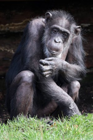 Photo for Portrait of Chimpanzee monkey in zoo - Royalty Free Image