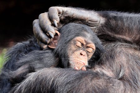 Baby chimpanzee and parent in natural habitat