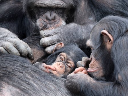 Foto de Chimpancé bebé (Pan troglodytes) y padre en hábitat natural - Imagen libre de derechos