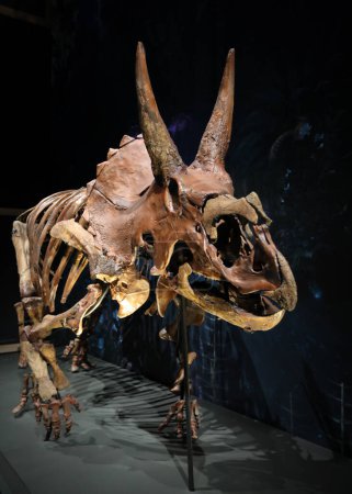 Foto de Leiden, Zuid-Holland 1-28-2020: esqueleto de dinosaurio Triceratops en el museo - Imagen libre de derechos