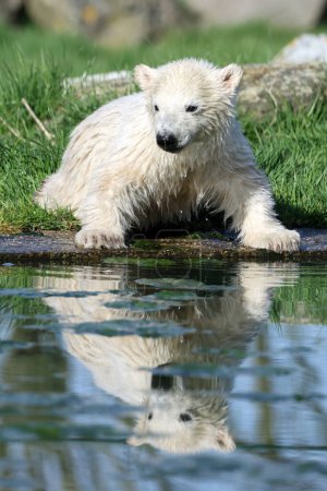 Téléchargez les photos : Bébé ours polaire (Ursus maritimus) près du lac - en image libre de droit
