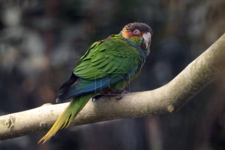 Téléchargez les photos : Pyrrhura cruentata oiseau à plumes brillantes - en image libre de droit