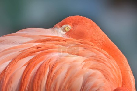 Photo for Pink flamingo bird with bright feathering - Royalty Free Image