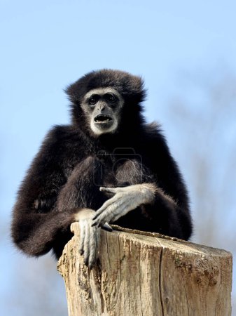 Large Gibbon (Hylobates lar), auch bekannt als Weißhandgibbon, ein gefährdeter Primat aus der Familie der Gibbons, Hylobatidae.