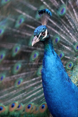 Photo for Pavo cristatus, peacock bird with bright feathering - Royalty Free Image