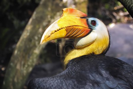 The knobbed hornbill (Rhyticeros cassidix), also known as Sulawesi wrinkled hornbill, is a colourful hornbill native to Indonesia. 