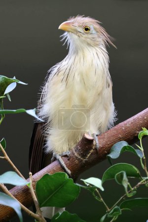 guira cuckoo (Guira guira) bird on branch 
