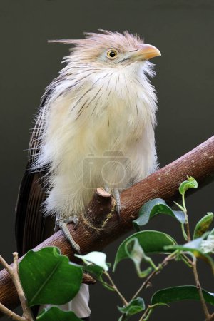 cuco guira (Guira guira) pájaro en rama 