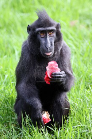 Foto de Macaco crestado (Macaca Nigra) en hábitat natural - Imagen libre de derechos