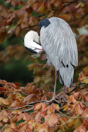 Photo for Grey Heron (Ardea cinerea) bird in autumn park - Royalty Free Image