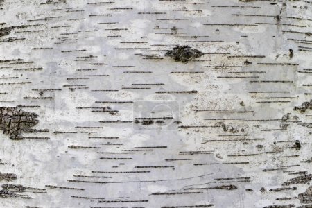 Photo for Texture of birch bark - Royalty Free Image