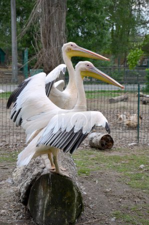 beautiful pelicans in the zoo