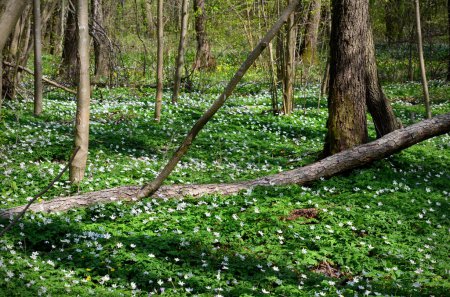 Téléchargez les photos : Beautiful image of nature, spring forest with a meadow of anemone flowers - en image libre de droit