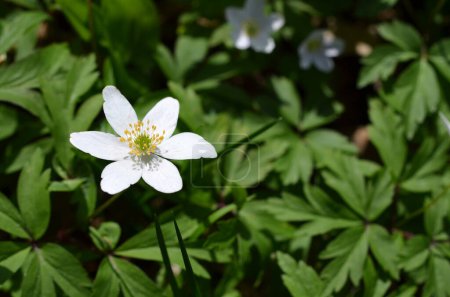 Téléchargez les photos : Anemones beautiful white flowers in the forest - en image libre de droit