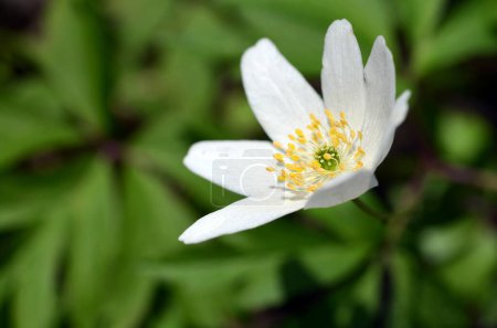 Téléchargez les photos : White spring flower anemones close up, macro image - en image libre de droit