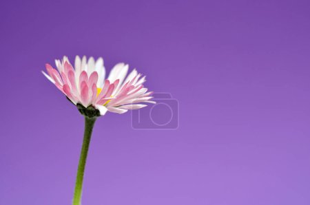 Téléchargez les photos : Beautiful daisy flower on a blue background, copy space - en image libre de droit
