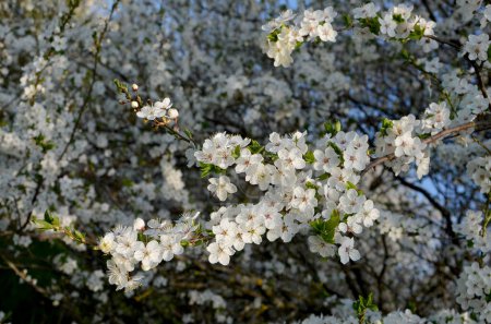 Photo for Cherry blossom branches in the garden - Royalty Free Image