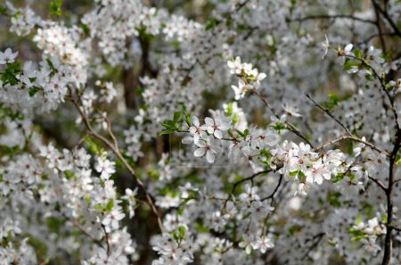 Téléchargez les photos : White flowers blooming cherry tree in spring - en image libre de droit