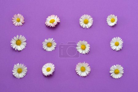 daisy flowers on purple background, beautiful floral background